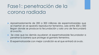 Fase1: penetración de la
corona radiada
 Aproximadamente de 200 a 300 millones de espermatozoides que
se insertan en el aparato reproductor femenino, solo entre 300 y 500
llegan donde se produce la fecundación y solo uno de fencundará
al ovocito.
 Se cree que los demás ayudaran al espermatozoide fecundador a
penetrar la barrera que protege al gameto femenino.
 El espermatozoide con mejor condición es el que entrará al ovulo.
 