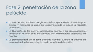 Fase 2: penetración de la zona
pelúcida
 La zona es una cubierta de glucoproteínas que rodean al ovocito para
ayudar y mantener la unión del espermatozoide e inducir la reacción
acrosómica.
 La liberación de las enzimas acrosómica permite a los espermatozoides
penetrar en la zona, entra en contacto con la membrana plásmatica del
ovocito.
 La permeabilidad de la zona pelúcida cambia cuando la cabeza del
espermatozoide hace contacto con la superficie del ovocito.
 