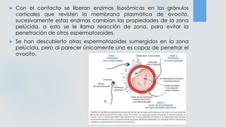  Con el contacto se liberan enzimas lisosómicas en los gránulos
corticales que revisten la membrana plasmática de ovocito,
sucesivamente estas enzimas cambian las propiedades de la zona
pelúcida, a esto se le llama reacción de zona, para evitar la
penetración de otros espermatozoides.
 Se han descubierto otros espermatozoides sumergidos en la zona
pelúcida, pero al parecer únicamente uno es capaz de penetrar el
ovocito.
 