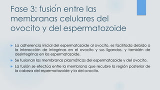 Fase 3: fusión entre las
membranas celulares del
ovocito y del espermatozoide
 La adherencia inicial del espermatozoide al ovocito, es facilitada debido a
la interacción de integrinas en el ovocito y sus ligandos, y también de
desintegrinas en los espermatozoide.
 Se fusionan las membranas plasmáticas del espermatozoide y del ovocito.
 La fusión se efectúa entre la membrana que recubre la región posterior de
la cabeza del espermatozoide y la del ovocito.
 
