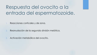 Respuesta del ovocito a la
entrada del espermatozoide.
1. Reacciones corticales y de zona.
2. Reanudación de la segunda división meiótica.
3. Activación metabólica del ovocito.
 