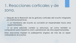 1. Reacciones corticales y de
zona.
 Después de la liberación de los gránulos corticales del ovocito integrados
por enzimas lisosómicas:
1: La membrana del ovocito se convierte en impenetrable hacia otros
espermatozoides.
2: La zona pelúcida cambia su estructura, así como también su
composición para impedir la unión y penetración de otros espermatozoides.
Estas reacciones impiden la poliespermia (ingreso de más de un esper-
matozoide en el ovocito).
 