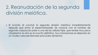 2. Reanudación de la segunda
división meiótica.
 El ovocito al concluir la segunda división meiótica inmediatamente
después que entra el espermatozoide. Se conoce con el nombre de
segundo corpúsculo polar a una de las células hijas, que recibe muy poco
citoplasma; la otra es el ovocito definitivo. Sus cromosomas se disponen en
un núcleo vesicular llamado pronúcleo femenino.
 