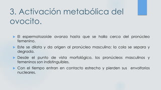 3. Activación metabólica del
ovocito.
 El espermatozoide avanza hasta que se halla cerca del pronúcleo
femenino.
 Este se dilata y da origen al pronúcleo masculino; la cola se separa y
degrada.
 Desde el punto de vista morfológico, los pronúcleos masculinos y
femeninos son indistinguibles.
 Con el tiempo entran en contacto estrecho y pierden sus envoltorios
nucleares.
 