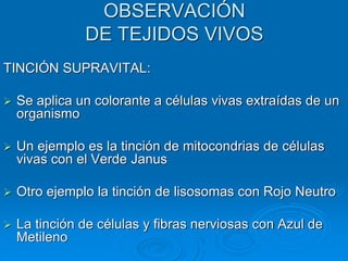 OBSERVACIÓN
DE TEJIDOS VIVOS
TINCIÓN SUPRAVITAL:
➢ Se aplica un colorante a células vivas extraídas de un
organismo
➢ Un ejemplo es la tinción de mitocondrias de células
vivas con el Verde Janus
➢ Otro ejemplo la tinción de lisosomas con Rojo Neutro
➢ La tinción de células y fibras nerviosas con Azul de
Metileno
 