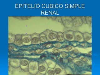 EPITELIO CUBICO SIMPLE
RENAL
 
