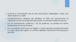  Durante el crecimiento de los dos pronúcleos (haploides), cada uno
debe replicar su ADN.
 Inmediatamente después de sintetizar el ADN, los cromosomas se
organizan en el huso preparándose para una división mitótica normal.
 Los 23 cromosomas maternos y los 23 paternos, se dividen en forma
longitudinal en el centrómero.
 Las cromátidas hermanas se dirigen a polos opuestos proporcionando
a cada célula del cigoto un número diploide normal de cromosomas y
de ADN.
 