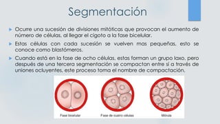 Segmentación
 Ocurre una sucesión de divisiones mitóticas que provocan el aumento de
número de células, al llegar el cigoto a la fase bicelular.
 Estas células con cada sucesión se vuelven mas pequeñas, esto se
conoce como blastómeros.
 Cuando está en la fase de ocho células, estas forman un grupo laxo, pero
después de una tercera segmentación se compactan entre sí a través de
uniones ocluyentes, este proceso toma el nombre de compactación.
 