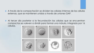  A través de la compactación se dividen las células internas de las células
externas, que se mantienen unidas a través de uniones GAP.
 Al tercer día posterior a la fecundación las células que se encuentran
compactas se vuleven a dividir para formar una mórula, integrado por 16
células.
 