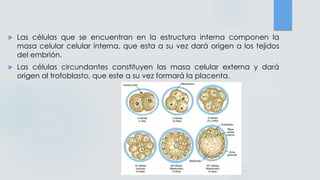  Las células que se encuentran en la estructura interna componen la
masa celular celular interna, que esta a su vez dará origen a los tejidos
del embrión.
 Las células circundantes constituyen las masa celular externa y dará
origen al trofoblasto, que este a su vez formará la placenta.
 