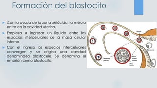 Formación del blastocito
 Con la ayuda de la zona pelúcida, la mórula
entra en la cavidad uterina.
 Empieza a ingresar un líquido entre los
espacios intercelulares de la masa celular
interna.
 Con el ingreso los espacios intercelulares
convergen y se origina una cavidad
denominada blastocele. Se denomina el
embrión como blastocito.
 