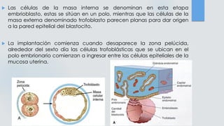  Las células de la masa interna se denominan en esta etapa
embrioblasto, estas se sitúan en un polo, mientras que las células de la
masa externa denominado trofoblasto parecen planas para dar origen
a la pared epitelial del blastocito.
 La implantación comienza cuando desaparece la zona pelúcida,
alrededor del sexto día las células trofoblásticas que se ubican en el
polo embrionario comienzan a ingresar entre las células epiteliales de la
mucosa uterina.
 