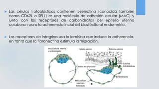  Las células trofoblásticas contienen L-selectina (conocida también
como CD62L o SELL) es una molécula de adhesión celular (MAC) y
junto con los receptores de carbohidratos del epitelio uterino
colaboran para la adherencia incial del blastócito al endometrio.
 Los receptores de integrina usa la laminina que induce la adherencia,
en tanto que la fibronectina estimula la migración.
 