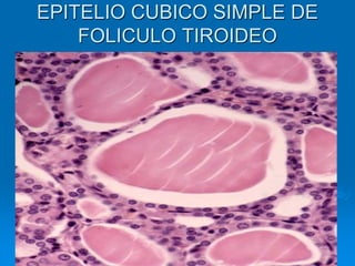 EPITELIO CUBICO SIMPLE DE
FOLICULO TIROIDEO
 