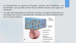  La implantación es gracias al trabajo conjunto del trofoblasto y el
endometrio, que sucede al final de la primera semana del cigoto en
desarrollo.
 Al cabo del desarrollo en la primera semana, el cigoto transcurrió por
las etapas de mórula y de blastocito. Tambien se inició la implantación
en la mucosa uterina.
 