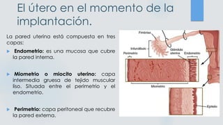 El útero en el momento de la
implantación.
La pared uterina está compuesta en tres
capas:
 Endometrio: es una mucosa que cubre
la pared interna.
 Miometrio o miocito uterino: capa
intermedia gruesa de tejido muscular
liso. Situada entre el perimetrio y el
endometrio.
 Perimetrio: capa peritoneal que recubre
la pared externa.
 