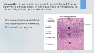 - Endometrio: es una mucosa que cubre la pared interna. Esta capa
experimenta cambios desde la menarquía hasta la menopausia, se
pueden distinguir tres capas en el endometrio:
- Una capa compacta superficial.
- Una capa esponjosa intermedia.
- Una capa basal delgada.
 