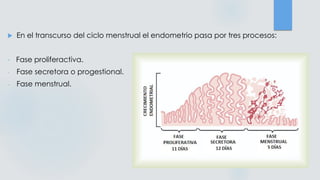  En el transcurso del ciclo menstrual el endometrio pasa por tres procesos:
- Fase proliferactiva.
- Fase secretora o progestional.
- Fase menstrual.
 