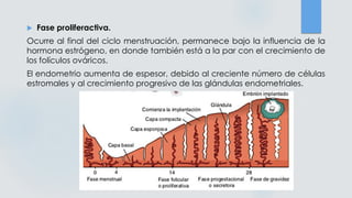  Fase proliferactiva.
Ocurre al final del ciclo menstruación, permanece bajo la influencia de la
hormona estrógeno, en donde también está a la par con el crecimiento de
los folículos ováricos.
El endometrio aumenta de espesor, debido al creciente número de células
estromales y al crecimiento progresivo de las glándulas endometriales.
 