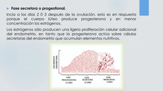  Fase secretora o progestional.
Incia a los días 2 0 3 después de la ovulación, esto es en respuesta
porque el cuerpo lúteo produce progesterona y en menor
concentración los estrógenos.
Los estrógenos sólo producen una ligera proliferación celular adicional
del endometrio, en tanto que la progesterona actúa sobre células
secretoras del endometrio que acumulan elementos nutritivos.
 