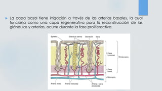  La capa basal tiene irrigación a través de las arterias basales, la cual
funciona como una capa regenerativa para la reconstrucción de las
glándulas y arterias, ocurre durante la fase proliferactiva.
 
