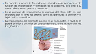  En cambio, si ocurre la fecundación, el endometrio interviene en la
función de implantación y formación de la placenta, que esta a su
vez en el embarazo produce hormonas.
 En el proceso de implantación la mucosa del útero está en fase
secretora por lo tanto las arterias como las glándulas se enrollan y el
tejido está muy nutrido.
 La implantación del blastocito sucede en el endometrio, a nivel de la
pared anterior o posterior del cuerpo del útero, entre las aberturas de
las glándulas.
 