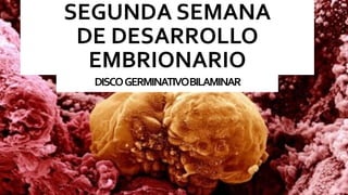 SEGUNDA SEMANA
DE DESARROLLO
EMBRIONARIO
DISCOGERMINATIVOBILAMINAR
 