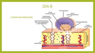 DÍA 8
• ETAPA DE APOSICION
 