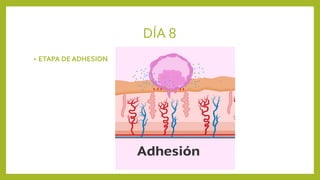 DÍA 8
• ETAPA DE ADHESION
 