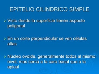 EPITELIO CILINDRICO SIMPLE
➢ Visto desde la superficie tienen aspecto
poligonal
➢ En un corte perpendicular se ven células
altas
➢ Núcleo ovoide, generalmente todos al mismo
nivel, mas cerca a la cara basal que a la
apical
 