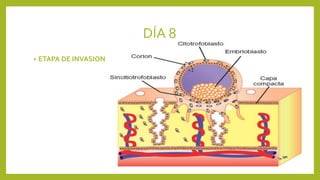 DÍA 8
• ETAPA DE INVASION
 