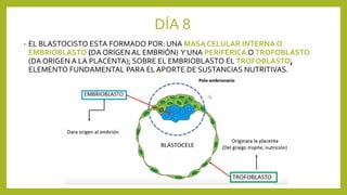 DÍA 8
• EL BLASTOCISTO ESTA FORMADO POR: UNA MASA CELULAR INTERNA O
EMBRIOBLASTO (DA ORIGEN AL EMBRIÓN) Y UNA PERIFÉRICA O TROFOBLASTO
(DA ORIGEN A LA PLACENTA); SOBRE EL EMBRIOBLASTO EL TROFOBLASTO,
ELEMENTO FUNDAMENTAL PARA EL APORTE DE SUSTANCIAS NUTRITIVAS.
 