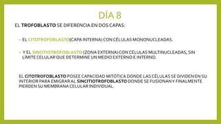 DÍA 8
EL TROFOBLASTO SE DIFERENCIA EN DOS CAPAS:
• EL CITOTROFOBLASTO(CAPA INTERNA) CON CÉLULAS MONONUCLEADAS.
• Y EL SINCITIOTROFOBLASTO (ZONA EXTERNA)CON CÉLULAS MULTINUCLEADAS, SIN
LÍMITECELULARQUE DETERMINEUN MEDIO EXTERNO E INTERNO.
EL CITOTROFOBLASTO POSEECAPACIDAD MITÓTICA DONDE LAS CÉLULAS SE DIVIDEN EN SU
INTERIOR PARA EMIGRARAL SINCITIOTROFOBLASTO DONDE SE FUSIONANY FINALMENTE
PIERDEN SU MEMBRANA CELULAR INDIVIDUAL.
 