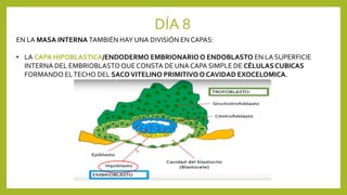 DÍA 8
EN LA MASA INTERNA TAMBIÉN HAY UNA DIVISIÓN EN CAPAS:
• LA CAPA HIPOBLASTICA/ENDODERMO EMBRIONARIO O ENDOBLASTO EN LA SUPERFICIE
INTERNA DEL EMBRIOBLASTOQUE CONSTA DE UNA CAPA SIMPLE DE CÉLULASCUBICAS
FORMANDO ELTECHO DEL SACOVITELINO PRIMITIVO O CAVIDAD EXOCELOMICA.
 