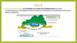 DÍA 8
• Y LA CAPA EPIBLASTICA /ECTODERMO O ECTOBLASTO EMBRIONARIO SITUADA
EXTERNAMENTE,CONFORMADA POR UNA GRUESACAPA DE CÉLULASGRANDES DISPUESTAS
IRREGULARMENTE.
 