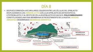 DÍA 8
• DESPUESCOMIENZAA ACUMULARSE LÍQUIDO ENTRE LAS CÉLULAS DEL EPIBLASTO
DESPLAZANDOA LOS AMNIOBLASTOS (CÉLULAS EPIBLASTICASADYACENTES AL
CITOTROBLASTO )Y AL RESTO DE CÉLULAS EPIBLASTICAS HACIA EL POLO EMBRIONARIO
CONSTITUYENDO UNA FINA MEMBRANA DE REVESTIMIENTO DE LA NUEVA CAVIDAD
AMNIÓTICA DENOMINADA MEMBRANAAMNIÓTICA
POLO EMBRIONARIO
MEMBRANA
AMNIOTICA
 