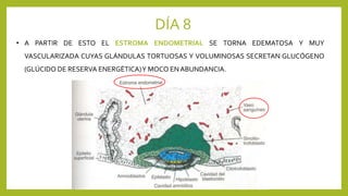 DÍA 8
• A PARTIR DE ESTO EL ESTROMA ENDOMETRIAL SE TORNA EDEMATOSA Y MUY
VASCULARIZADA CUYAS GLÁNDULAS TORTUOSAS Y VOLUMINOSAS SECRETAN GLUCÓGENO
(GLÚCIDO DE RESERVA ENERGÉTICA)Y MOCO EN ABUNDANCIA.
 