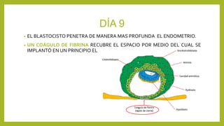 DÍA 9
• EL BLASTOCISTO PENETRA DE MANERA MAS PROFUNDA EL ENDOMETRIO.
• UN COÁGULO DE FIBRINA RECUBRE EL ESPACIO POR MEDIO DEL CUAL SE
IMPLANTÓ EN UN PRINCIPIO EL BLASTOCISTO.
 