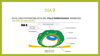 DÍA 9
• EN EL CINCITIOTROFOBLASTO DEL POLO EMBRIONARIO APARECEN
VACUOLAS AISLADAS.
 