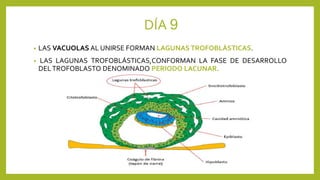 DÍA 9
• LAS VACUOLAS AL UNIRSE FORMAN LAGUNAS TROFOBLÁSTICAS.
• LAS LAGUNAS TROFOBLÁSTICAS,CONFORMAN LA FASE DE DESARROLLO
DELTROFOBLASTO DENOMINADO PERIODO LACUNAR.
 