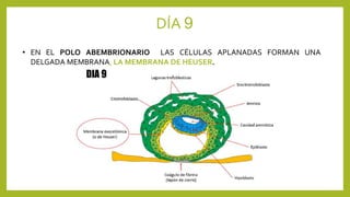 DÍA 9
• EN EL POLO ABEMBRIONARIO LAS CÉLULAS APLANADAS FORMAN UNA
DELGADA MEMBRANA, LA MEMBRANA DE HEUSER.
 
