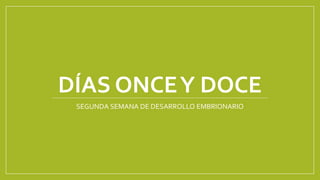 DÍAS ONCEY DOCE
SEGUNDA SEMANA DE DESARROLLO EMBRIONARIO
 