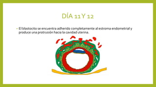 DÍA 11Y 12
• El blastocito se encuentra adherido completamente al estroma endometrial y
produce una protrusión hacia la cavidad uterina.
 