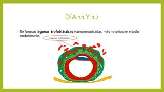 DÍA 11Y 12
• Se forman lagunas trofoblásticas intercomunicadas, más notorias en el polo
embrionario.
Lagunas trofoblásticas
 