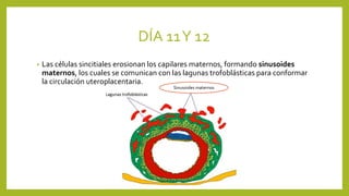 DÍA 11Y 12
• Las células sincitiales erosionan los capilares maternos, formando sinusoides
maternos, los cuales se comunican con las lagunas trofoblásticas para conformar
la circulación uteroplacentaria.
Sinusoides maternos
 