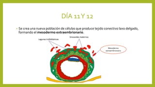 DÍA 11Y 12
• Se crea una nueva población de células que produce tejido conectivo laxo delgado,
formando el mesodermo extraembrionario.
Mesodermo
extraembrionario
 