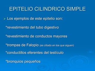 EPITELIO CILINDRICO SIMPLE
➢ Los ejemplos de este epitelio son:
*revestimiento del tubo digestivo
*revestimiento de conductos mayores
*trompas de Falopio (es ciliado en los que siguen)
*conductillos eferentes del testículo
*bronquios pequeños
 