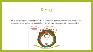 DÍA 13
• En el trascurso del decimotercer día la superficie de la implantación suele haber
cicatrizado, sin embargo, a veces hay hemorragia (sangrado de implantación).
 