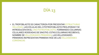 DÍA 13
• ELTROFOBLASTO SE CARACTERIZA POR PRESENTAR ESTRUCTURAS
VELLOSAS. LAS CÉLULAS DEL CITOTROFOBLASTO PROLIFERANY SE
INTRODUCEN EN EL CINCITOTROFOBLASTO, FORMANDO COLUMNAS
CELULARES RODEADAS DE SINCITIO. ESTAS COLUMNAS RECIBEN EL
NOMBRE DEVELLOSIDADES PRIMARIAS; LASVELLOSIDADES
PRIMARIAS REPRESENTAN PRIMERA FASE DE LASVELLOSIDADES
CORIÓNICAS
 