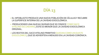 DÍA 13
• EL HIPOBLASTO PRODUCE UNA NUEVA POBLACIÓN DE CÉLULASY RECUBRE
LA SUPERFICIE INTERNA DE LA CAVIDAD EXOCELÓMICA.
• PRODUCIENDO UNA NUEVA CAVIDAD QUE SE CONOCE COMO SACO
VITELINO SECUNDARIO; ESTE ES MENOR QUE LA CAVIDAD EXOCELÓMICA
ORIGINAL.
• LOS RESTOS DEL SACOVITELINO PRIMITIVO QUEDAN COMO UN QUISTE
EXOCELÓMICO, QUE SE ADVIERTEN A MENUDO EN LA CAVIDAD CORIÓNICA.
 